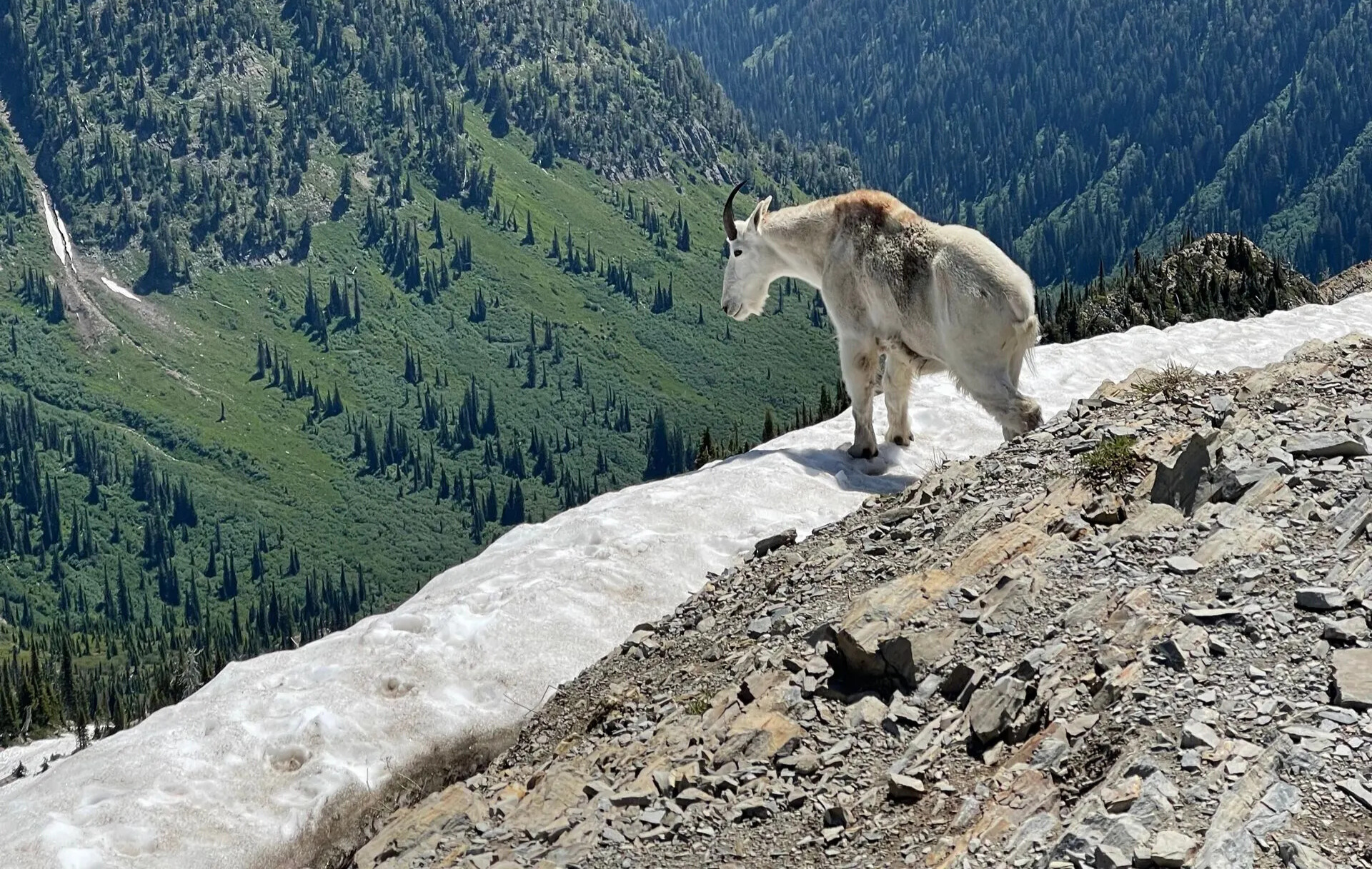Animals you might see in montana