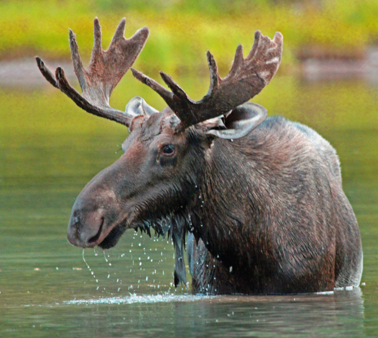 Animals you might see in montana 
