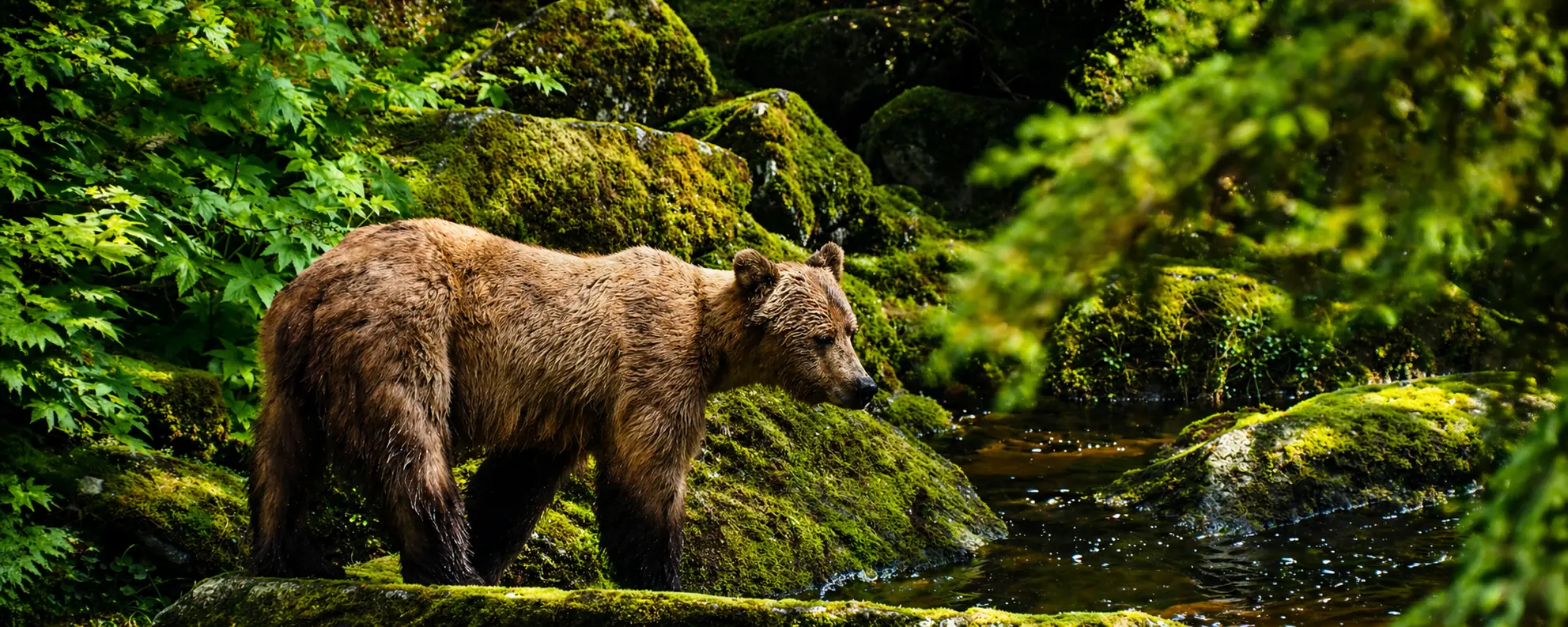 Animals you might see in montana